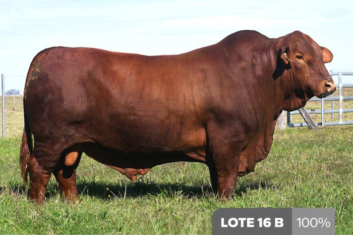 Gen Colorado